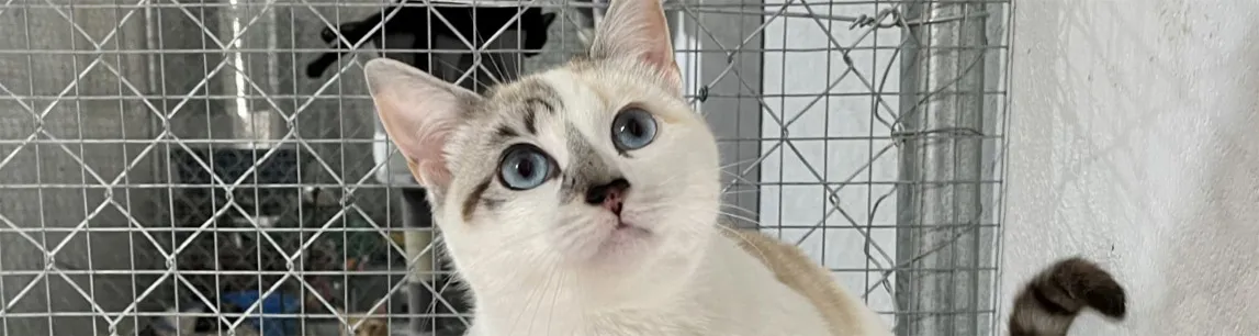 一只蓝眼睛的被救助猫正从收容所的笼子里抬头张望