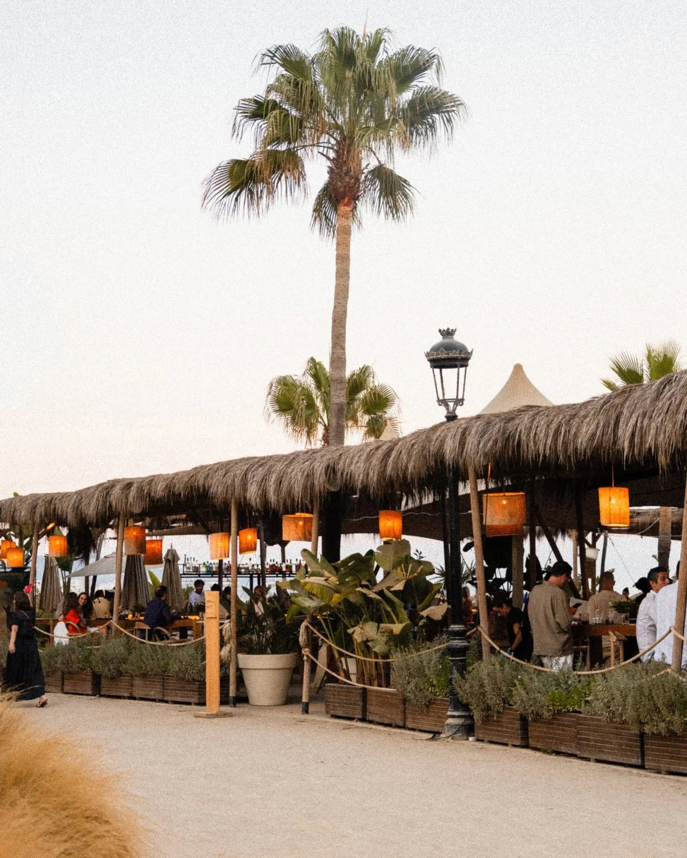 Palm tree over the thatched roof and lantern lit tables at Chiringuito Puente Romano