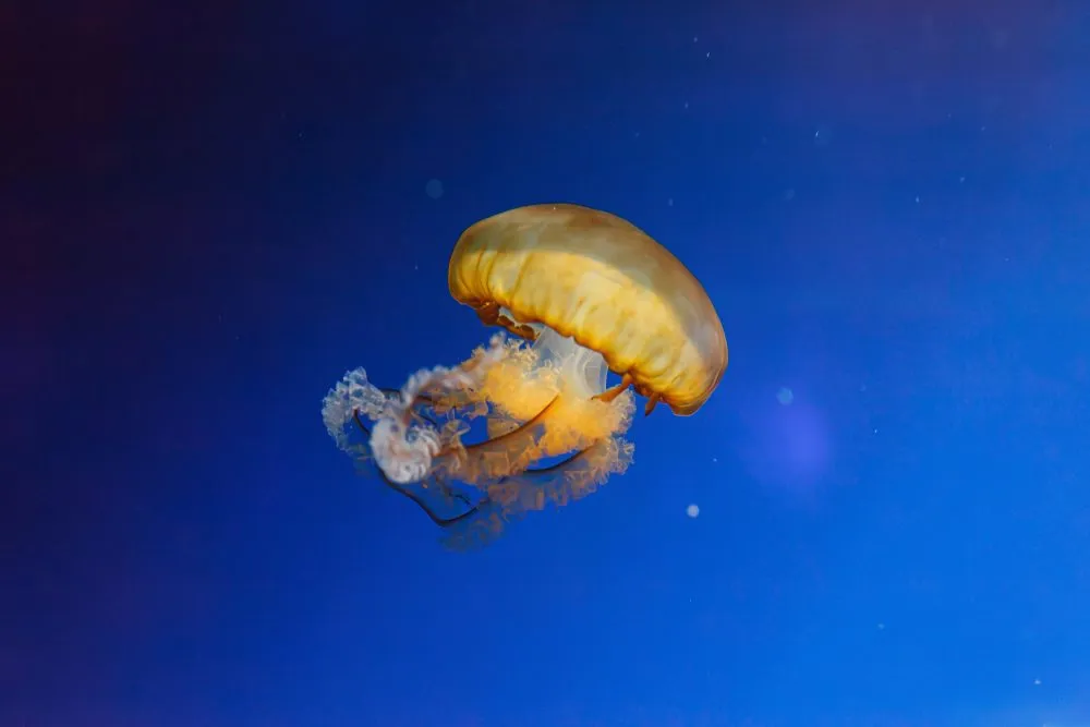 Orange jellyfish with trailing tentacles drifting in deep blue water