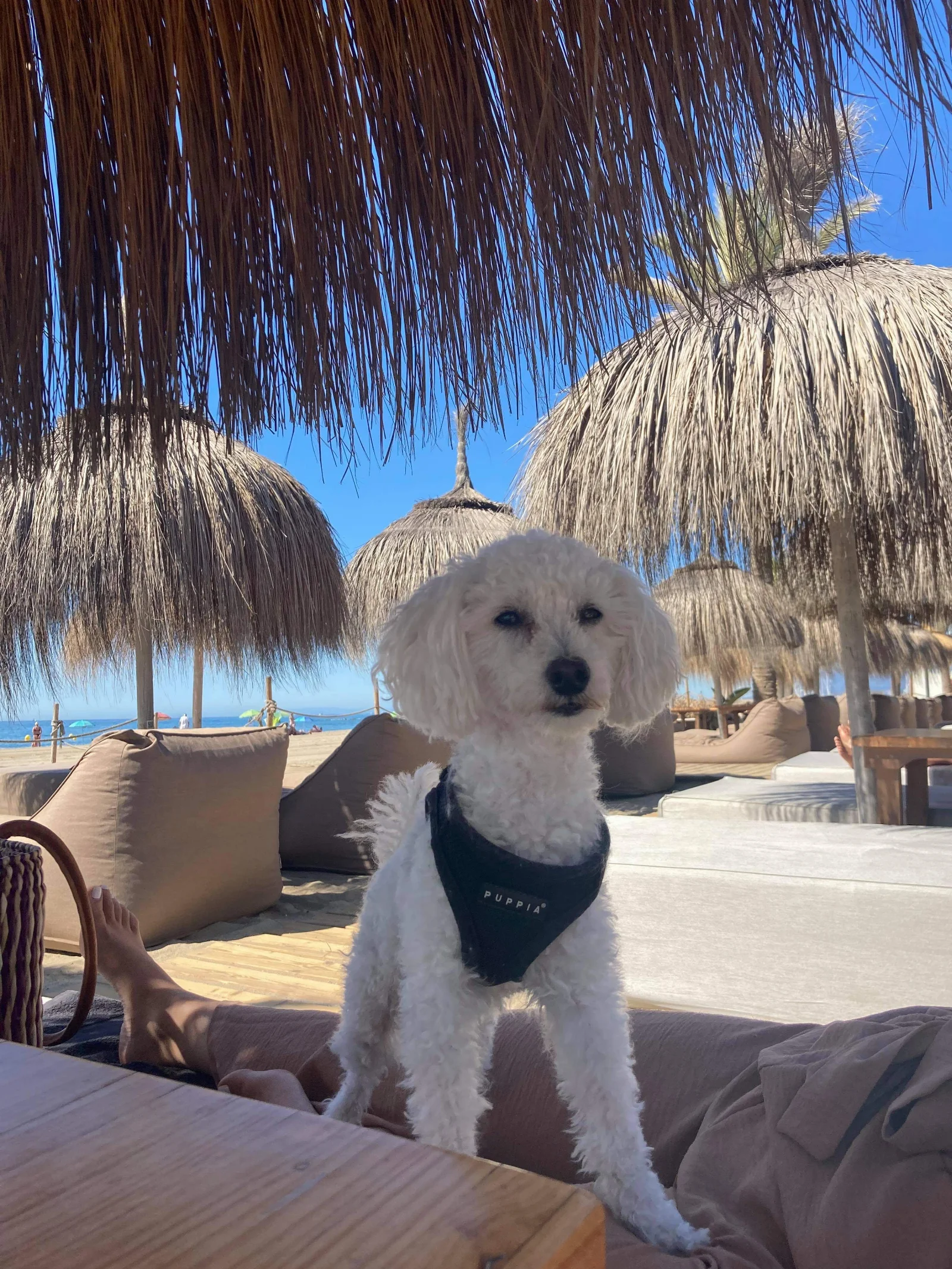 Playa Padre in Marbella